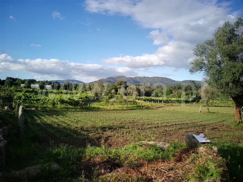 Terreno para Construção  Ponte de Lima, São Pedro D`Arcos - 1064561 - 8