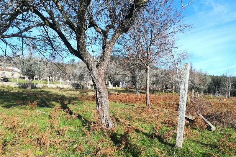 Terreno para Construção  Ponte de Lima, São Pedro D`Arcos - 1064587 - 1