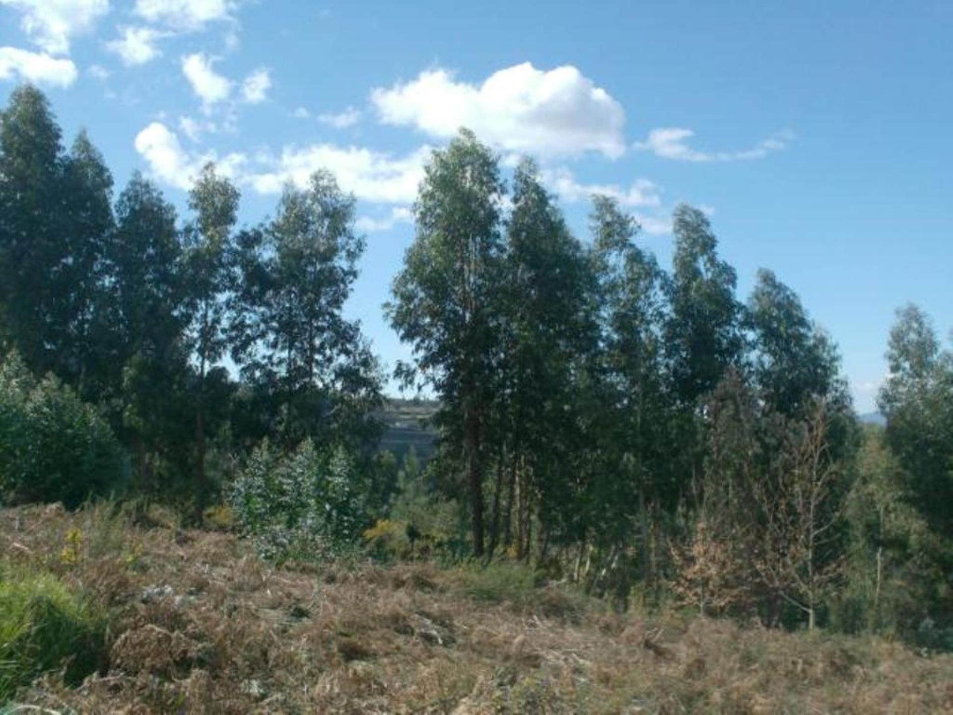 Land for sale in Póvoa de Lanhoso, Portugal — €85,000