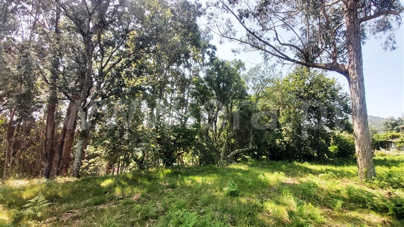 Terreno para Construção / Póvoa de Lanhoso, Lanhoso