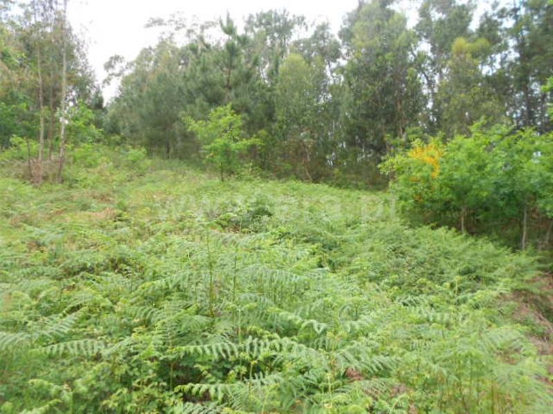 Terreno para Construção / Póvoa de Lanhoso, São João de Rei