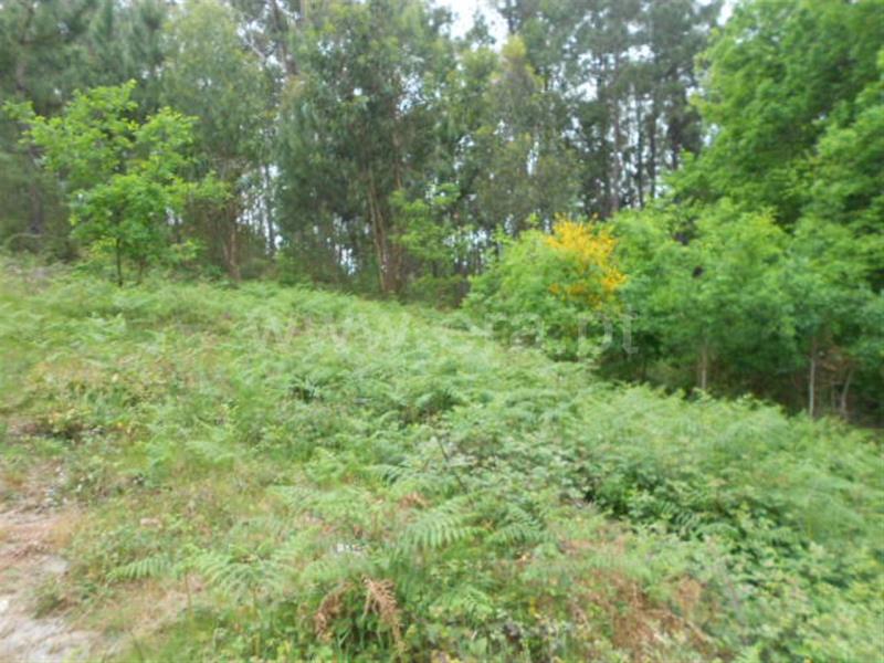 Terreno para Construção  Póvoa de Lanhoso, São João de Rei - 641495 - 4