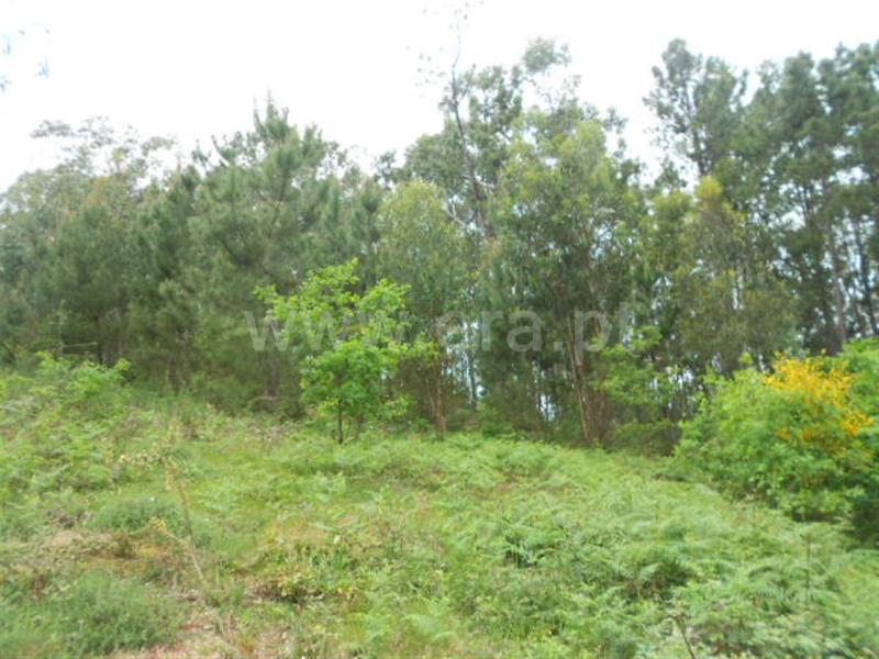 Terreno para Construção  Póvoa de Lanhoso, São João de Rei - 641495 - 6