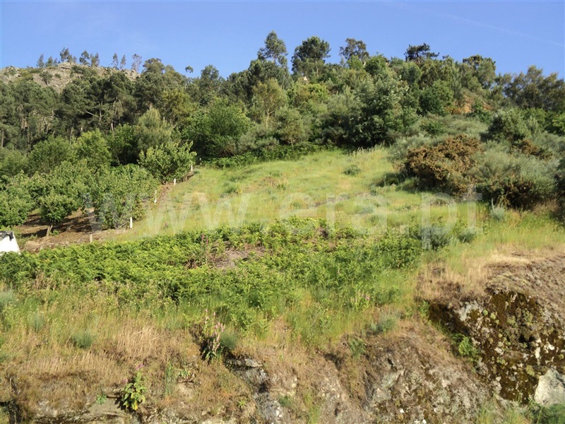 Terreno para Construção  Resende, Rio Douro - 775575 - 6