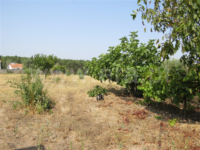 Terreno para Construção  Rio Maior, Asseiceira - 1194584 - 2