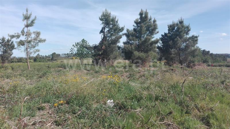 Terreno para Construção  Sabrosa, São Martinho de Antas e Paradela de Guiães - 800596 - 2
