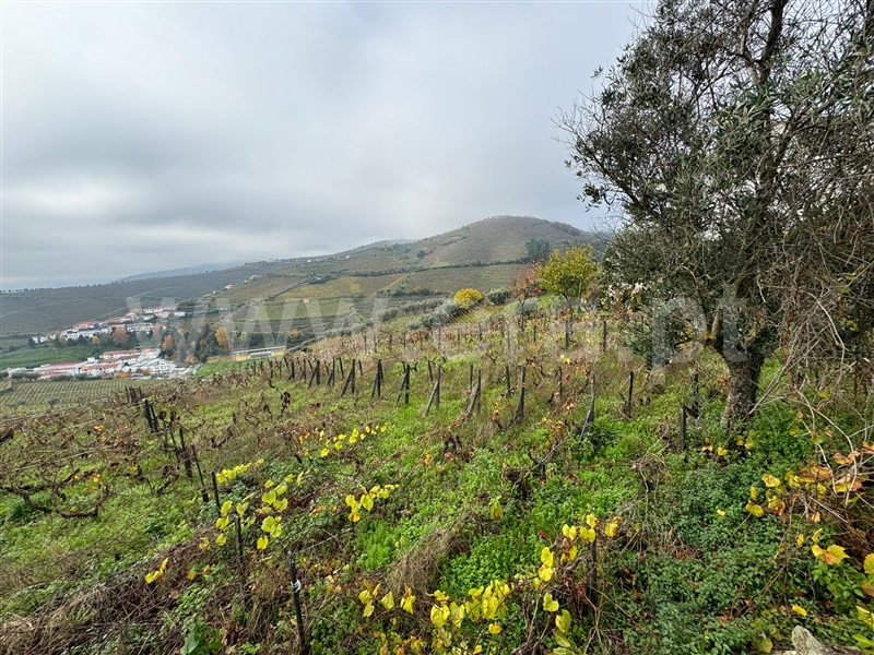 Terreno Rústico  com Urbano Santa Marta de Penaguião, Lobrigos (São Miguel e São João Baptista) e Sanhoane - 1446601 - 4