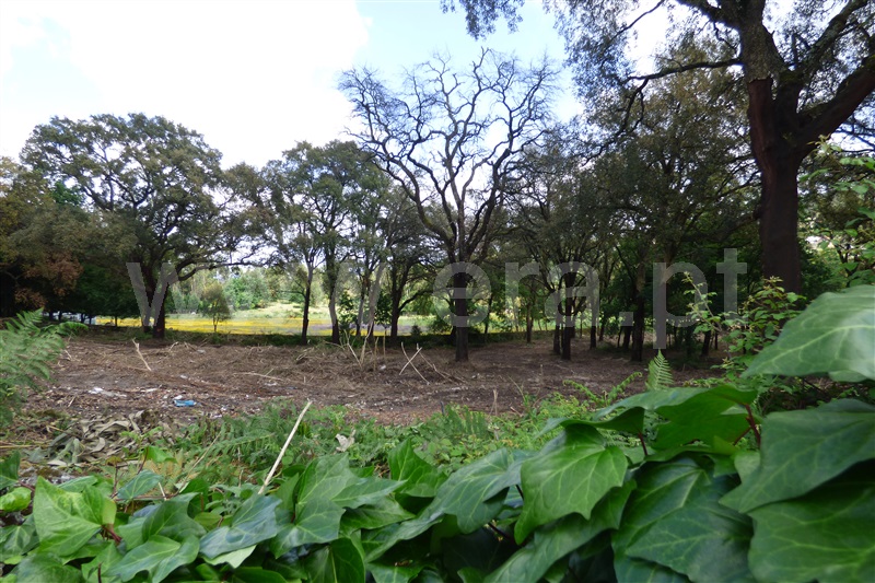 Terreno para Construção  Santo Tirso, Sequeirô - 746994 - 5