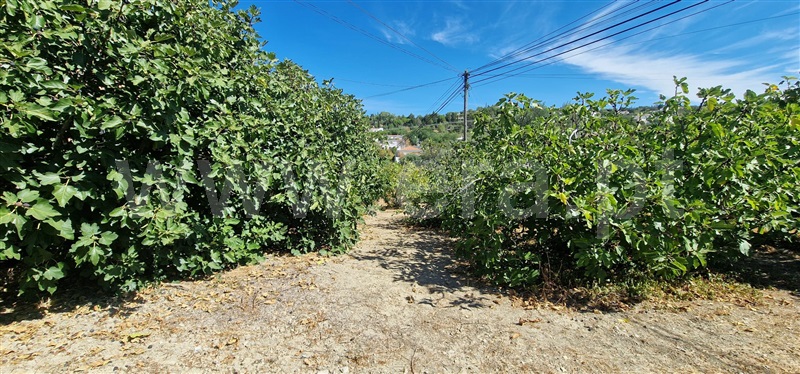 Terreno para Construção  São Brás de Alportel - 1505325 - 5