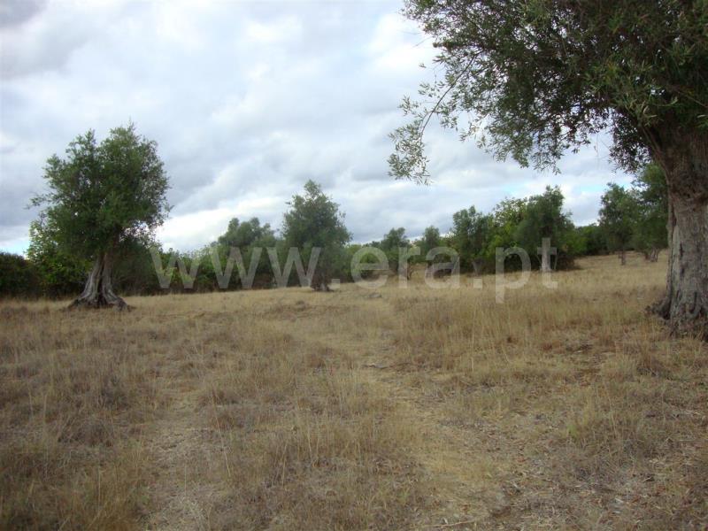 Terreno para Construção / Sardoal, Santarém
