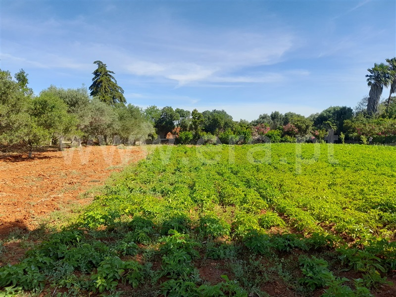 Terreno para Construção  Silves, Alcantarilha e Pêra - 1326582 - 3