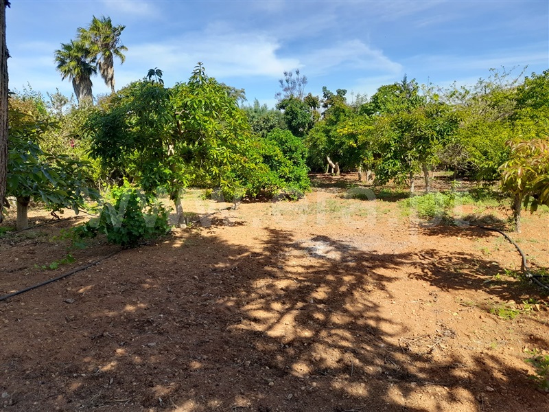 Terreno para Construção  Silves, Alcantarilha e Pêra - 1326582 - 4