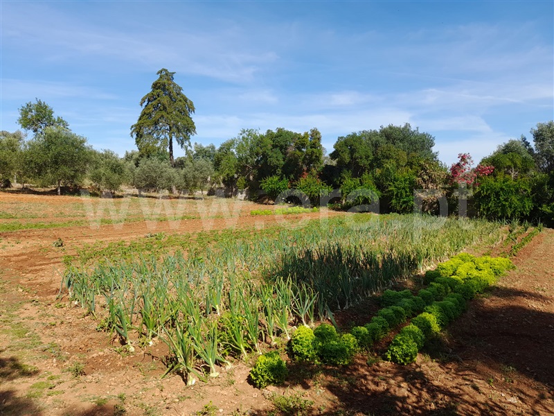 Terreno para Construção  Silves, Alcantarilha e Pêra - 1326582 - 5