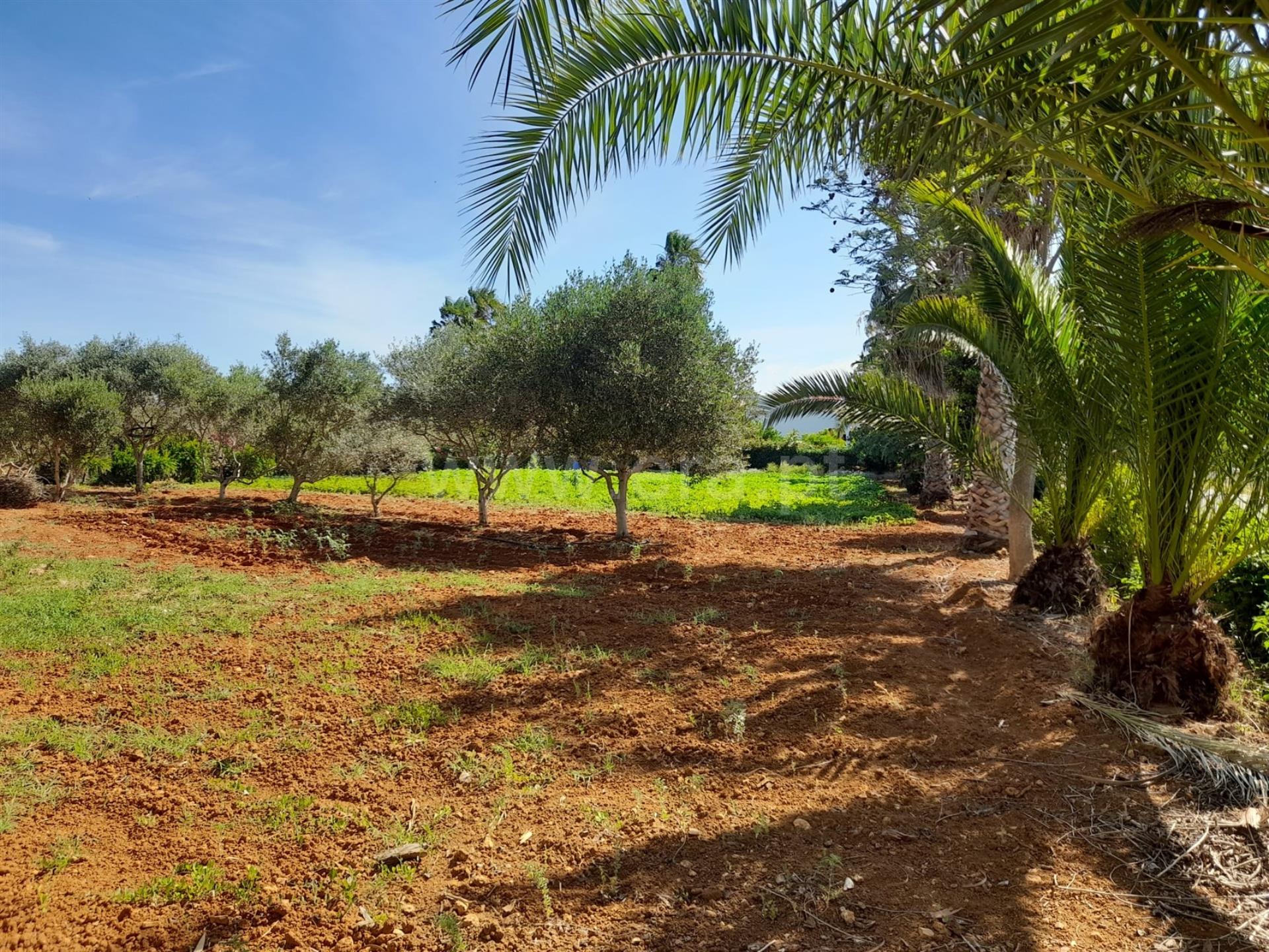 Land for sale in Silves, Portugal — €295,000