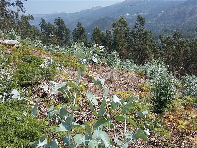 Terreno para Construção / Terras de Bouro, Valdosende