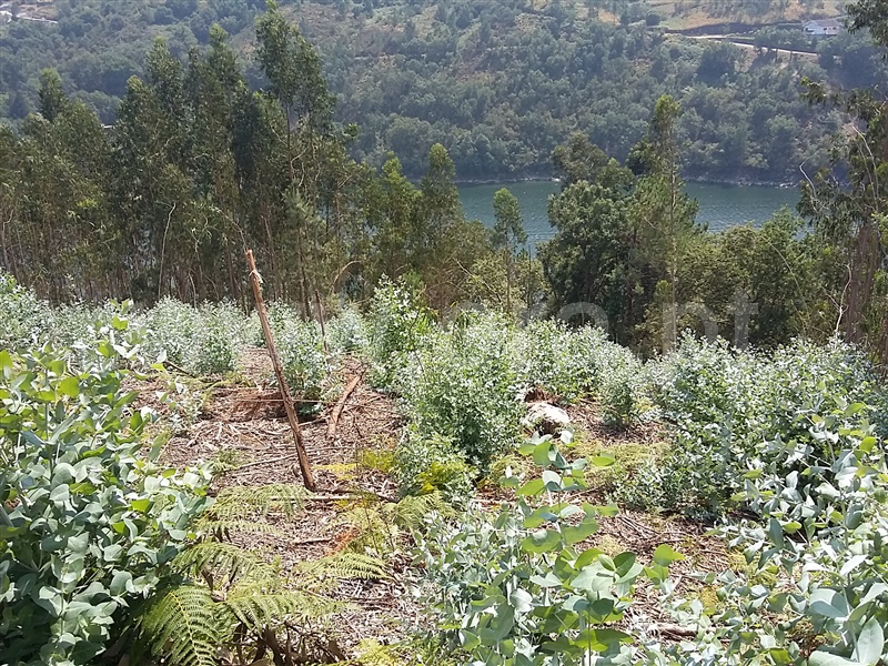 Terreno para Construção  Terras de Bouro, Valdosende - 962194 - 2