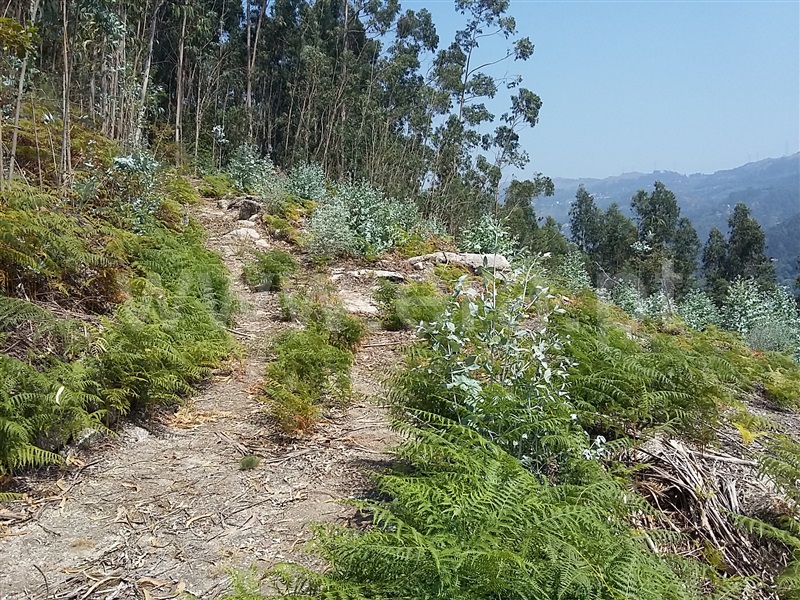 Terreno para Construção  Terras de Bouro, Valdosende - 962194 - 6