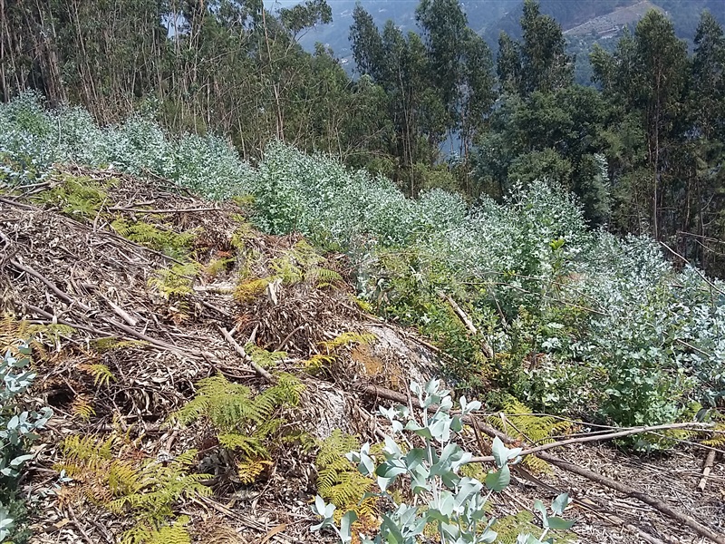 Terreno para Construção  Terras de Bouro, Valdosende - 962194 - 7
