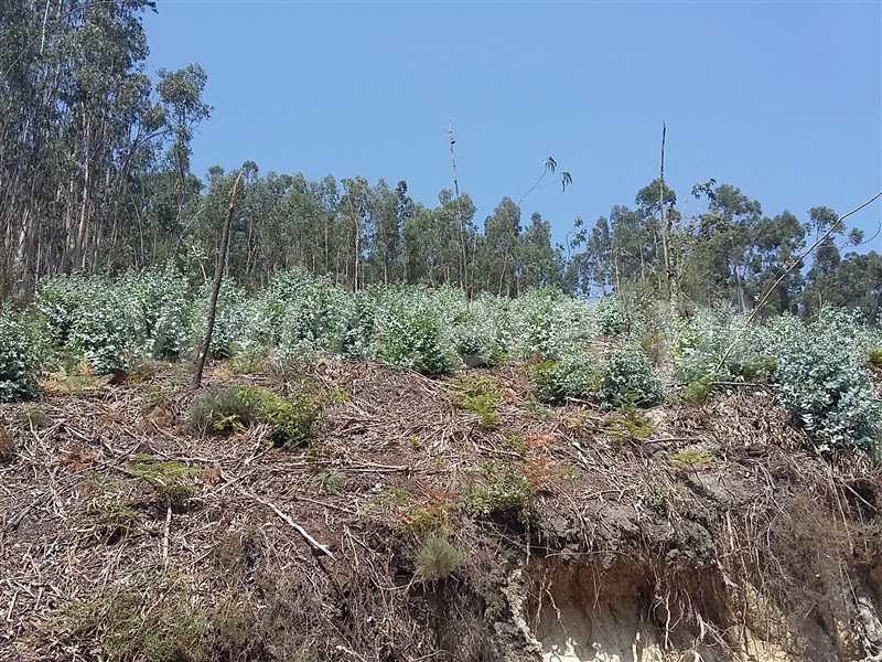 Terreno para Construção  Terras de Bouro, Valdosende - 962194 - 12