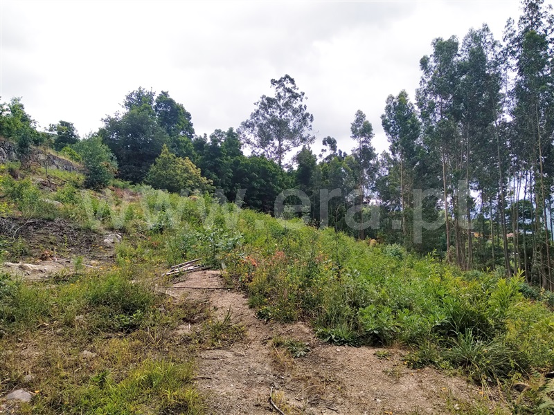 Terreno para Construção / Terras de Bouro, Vilar da Veiga