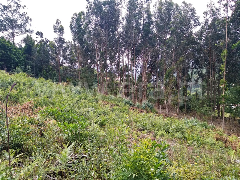 Terreno para Construção  Terras de Bouro, Vilar da Veiga - 1098869 - 3
