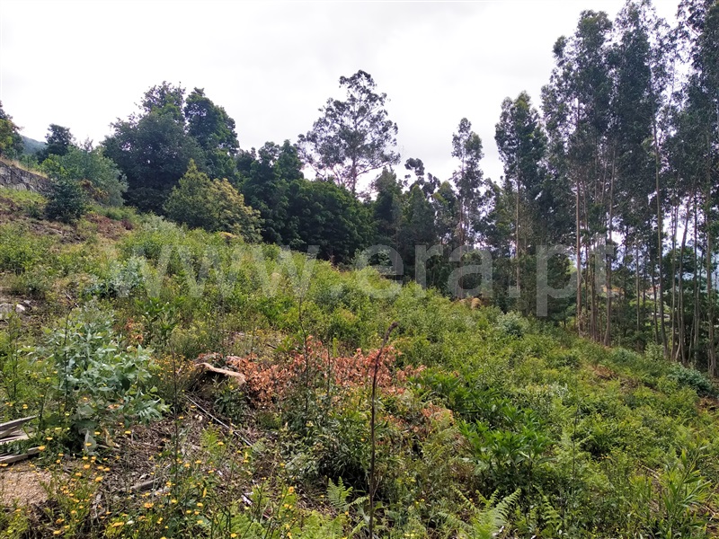 Terreno para Construção  Terras de Bouro, Vilar da Veiga - 1098869 - 4