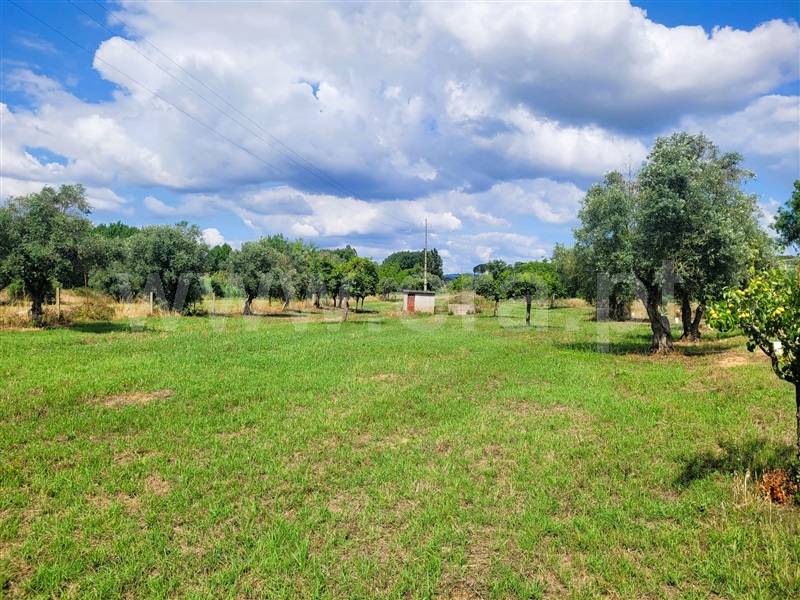 Terreno com ruina  Tomar, Tomar (São João Baptista) e Santa Maria dos Olivais - 1340363 - 3