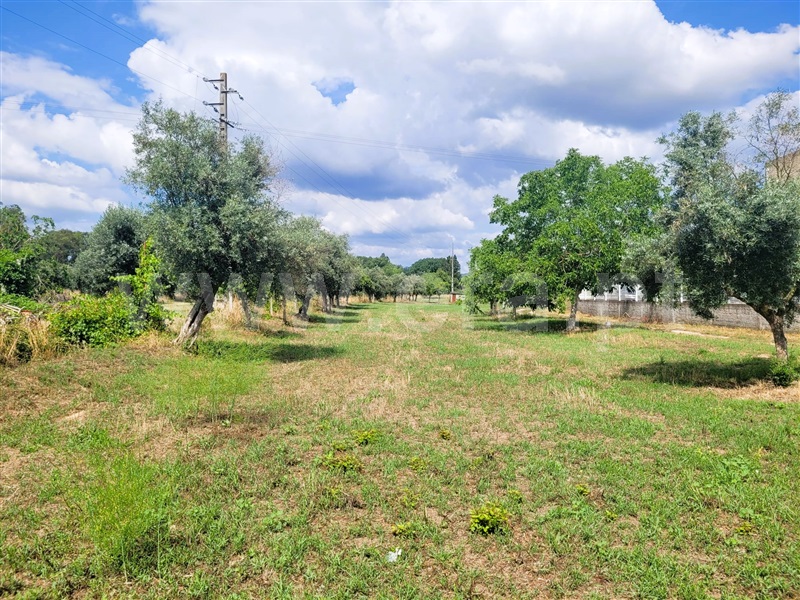 Terreno com ruina  Tomar, Tomar (São João Baptista) e Santa Maria dos Olivais - 1340363 - 7