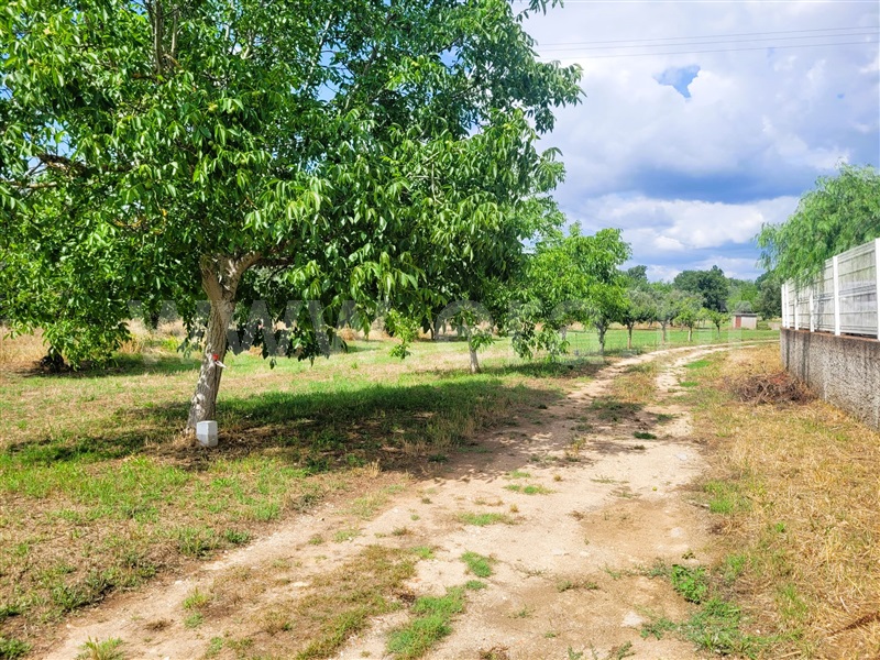 Terreno com ruina  Tomar, Tomar (São João Baptista) e Santa Maria dos Olivais - 1340363 - 10
