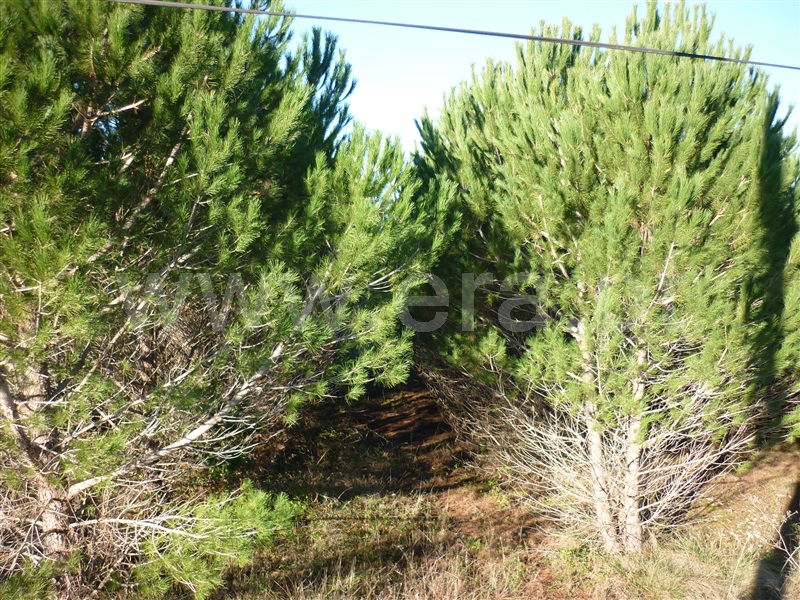 Terreno para Construção  Torres Novas, Assentiz - 785316 - 2