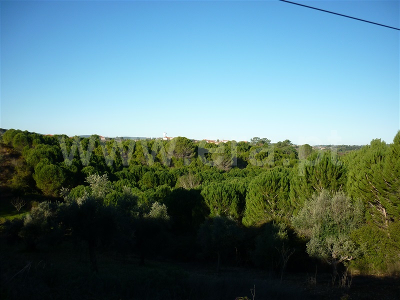 Terreno para Construção  Torres Novas, Assentiz - 785316 - 5
