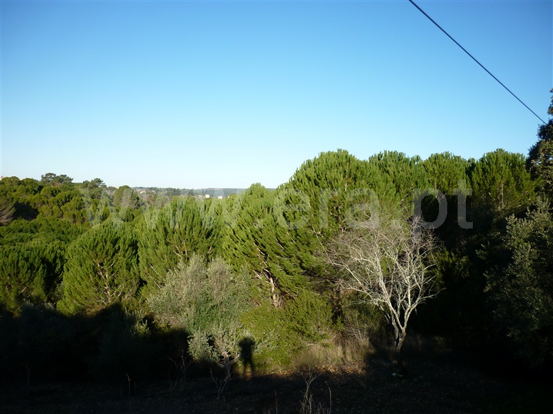 Terreno para Construção  Torres Novas, Assentiz - 785316 - 6
