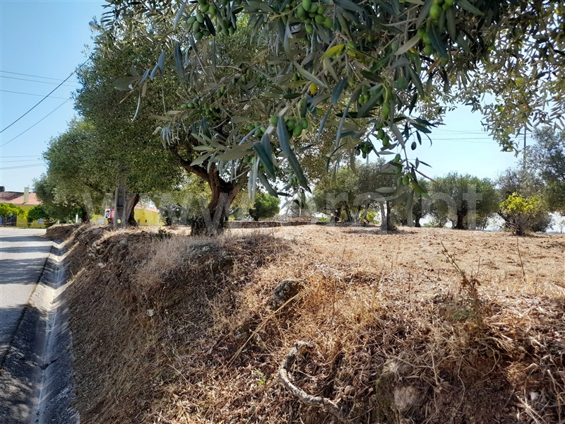 Terreno para Construção  Torres Novas, Assentiz - 938696 - 7