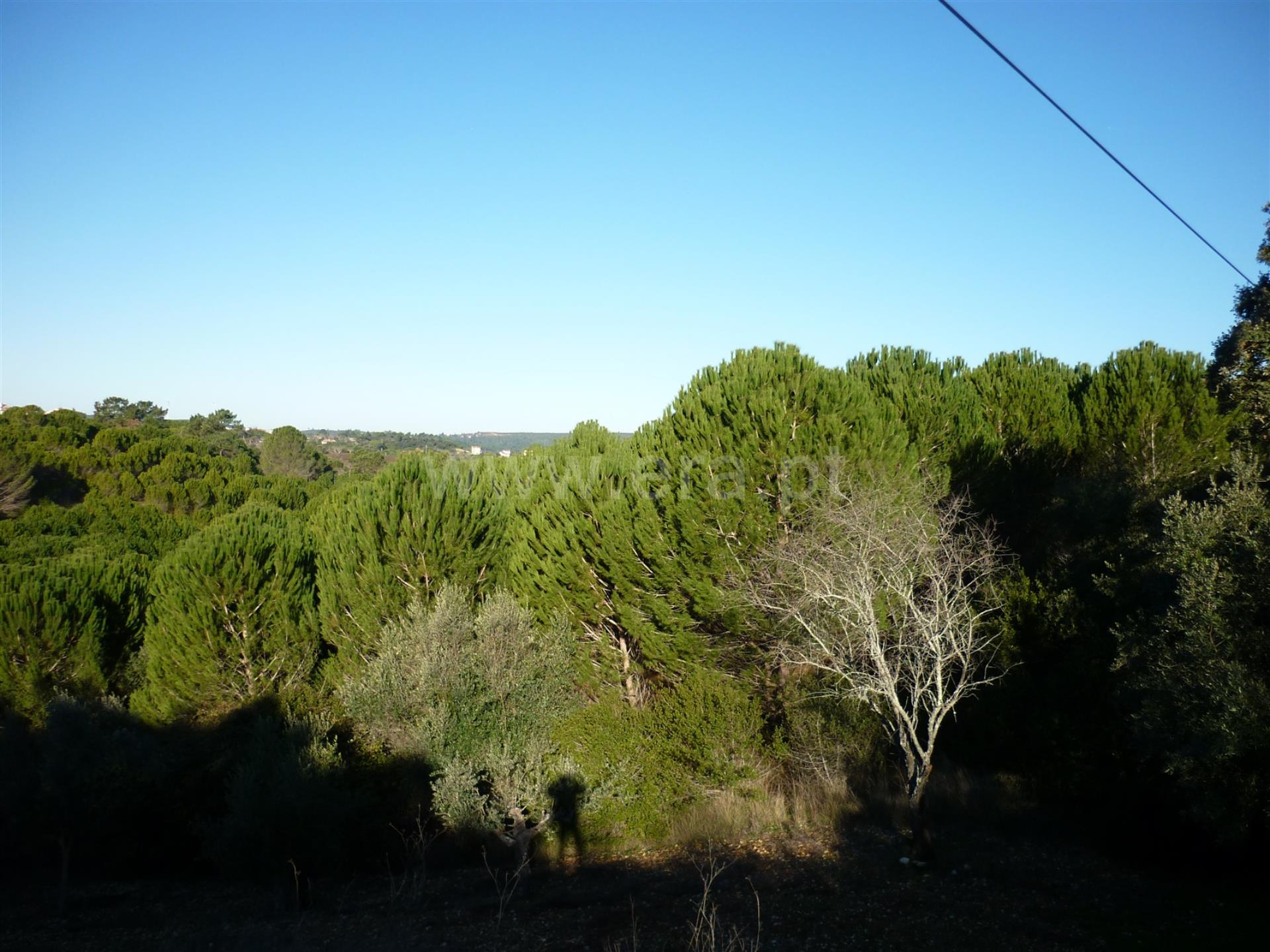 Land for sale in Torres Novas, Portugal — €315,000