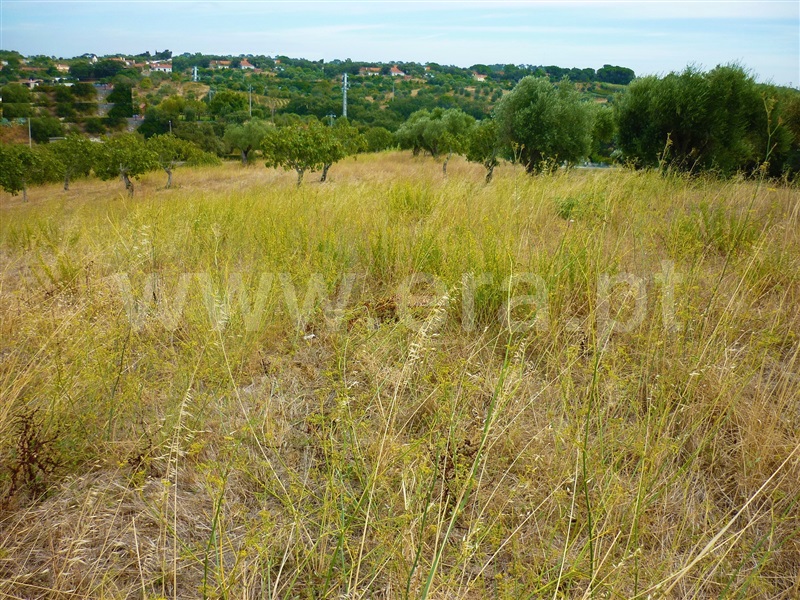 Terreno para Construção / Torres Novas, Torres Novas (São Pedro), Lapas e Ribeira Branca