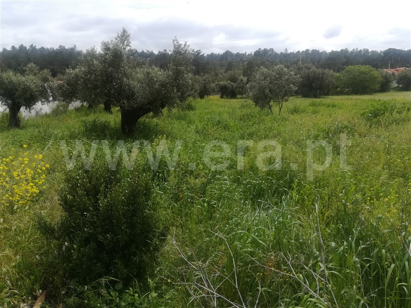Terreno para Construção  Torres Novas, Vale da Serra - 904896 - 2