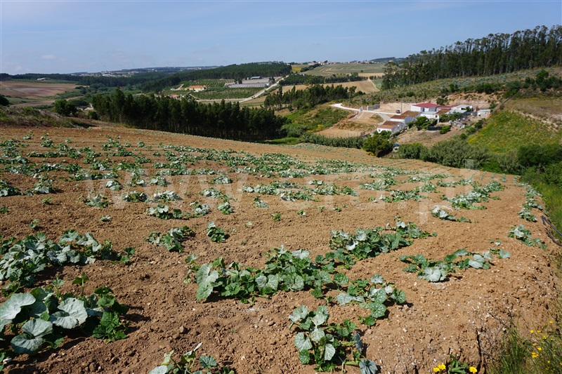 Terreno  Torres Vedras, Campelos e Outeiro da Cabeça - 1327838 - 2