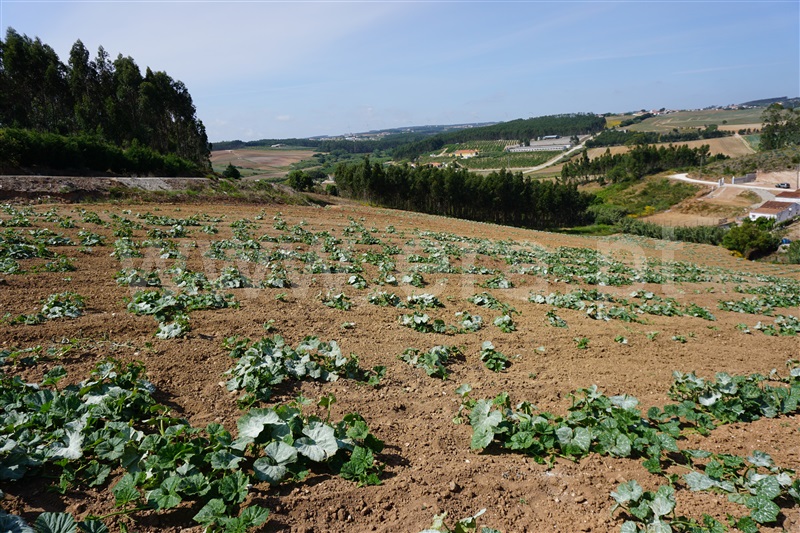 Terreno  Torres Vedras, Campelos e Outeiro da Cabeça - 1327838 - 3