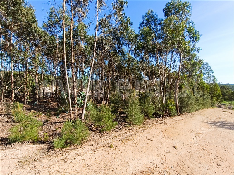 Lote Industrial  com Aprovado Torres Vedras, Santa Maria, São Pedro e Matacães - 1345917 - 10