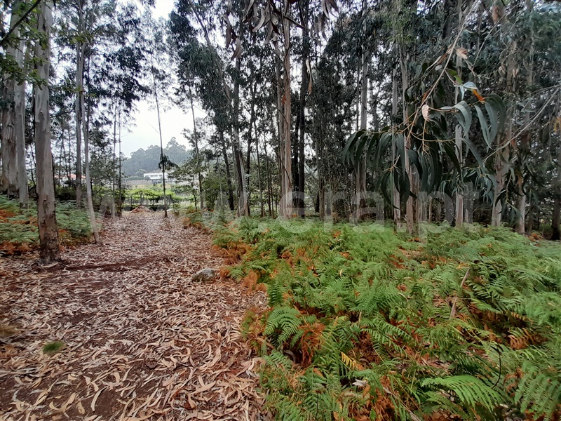 Terreno para Construção  Vale de Cambra, Roge - 1266233 - 2
