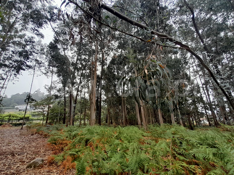 Terreno para Construção  Vale de Cambra, Roge - 1266233 - 7