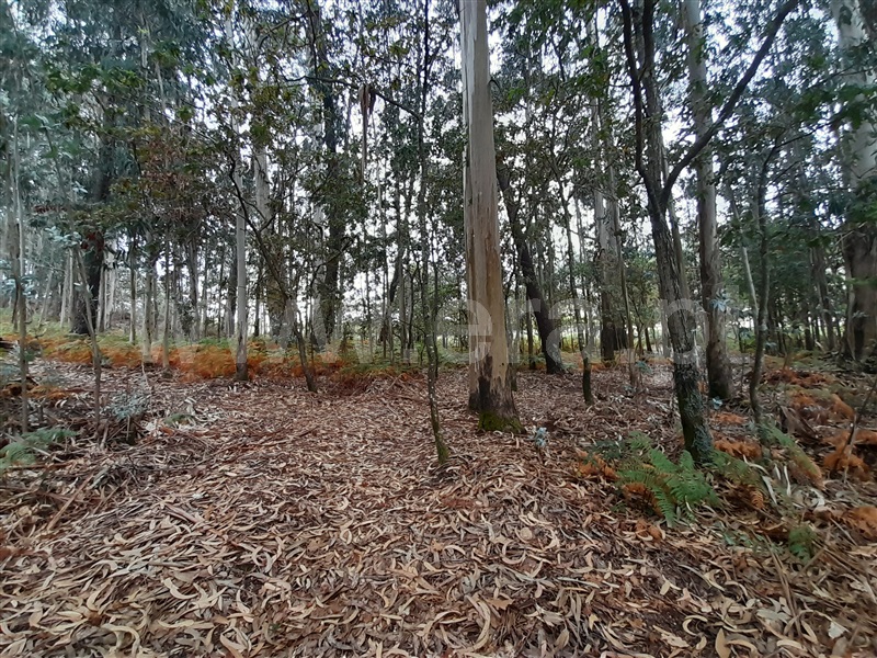 Terreno para Construção  Vale de Cambra, Roge - 1266233 - 8