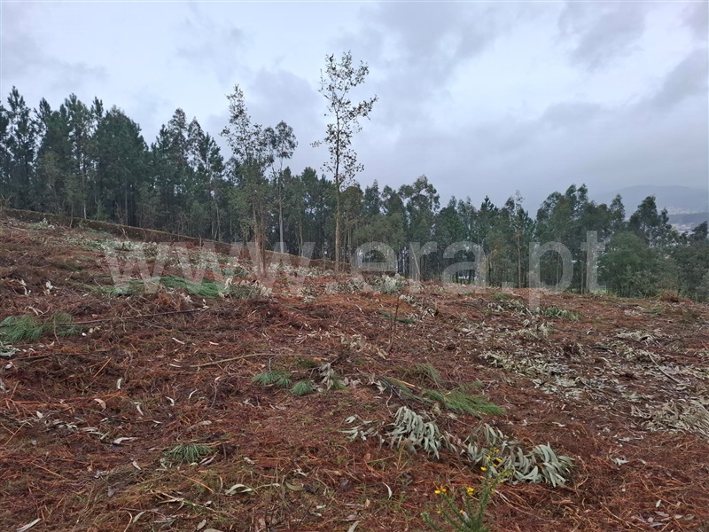 Terreno para Construção / Vale de Cambra, São Pedro de Castelões