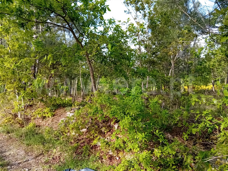 Terreno  Valença, Fontoura - 1399078 - 2