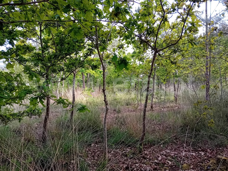 Terreno  Valença, Fontoura - 1399078 - 5