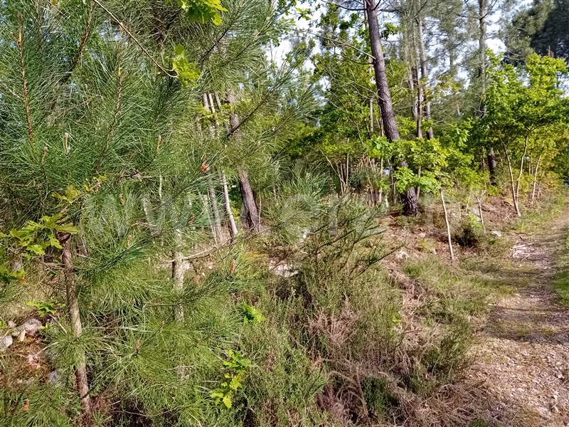 Terreno  Valença, Fontoura - 1399078 - 7