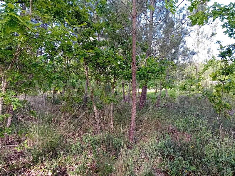 Terreno  Valença, Fontoura - 1399078 - 13