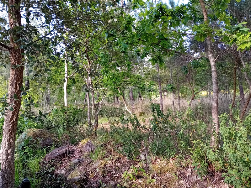 Terreno  Valença, Fontoura - 1399078 - 16
