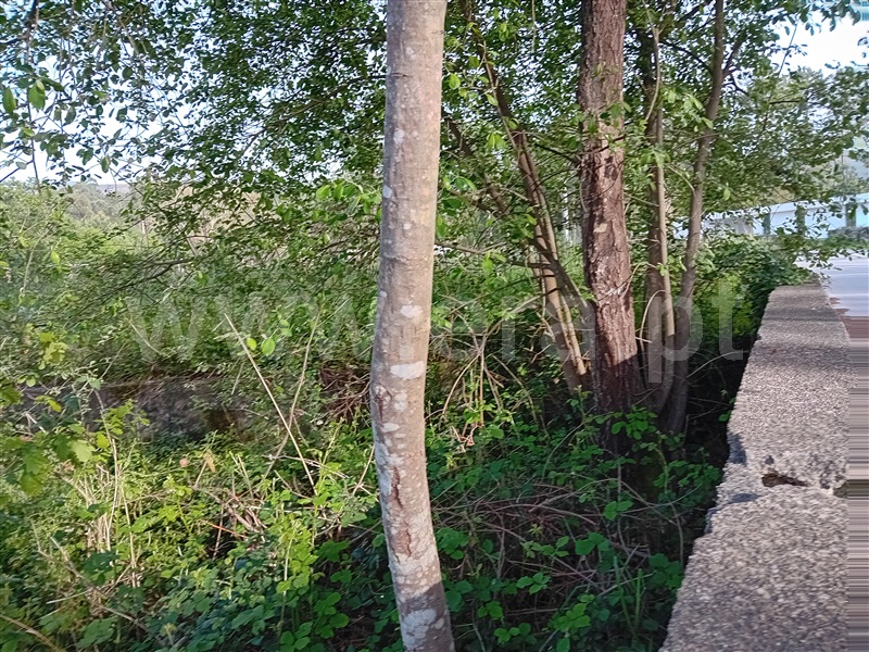 Terreno  Valença, Fontoura - 1399078 - 17