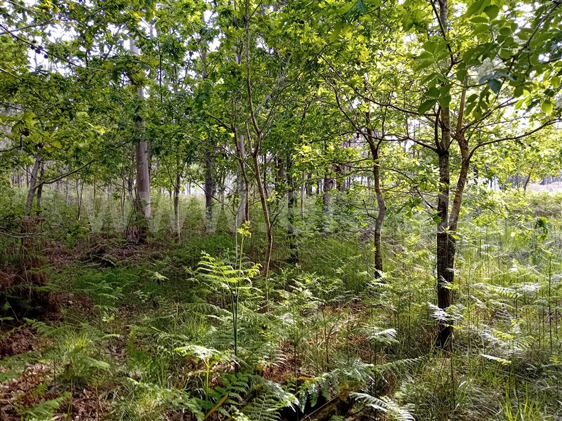 Terreno  Valença, Fontoura - 1399080 - 1